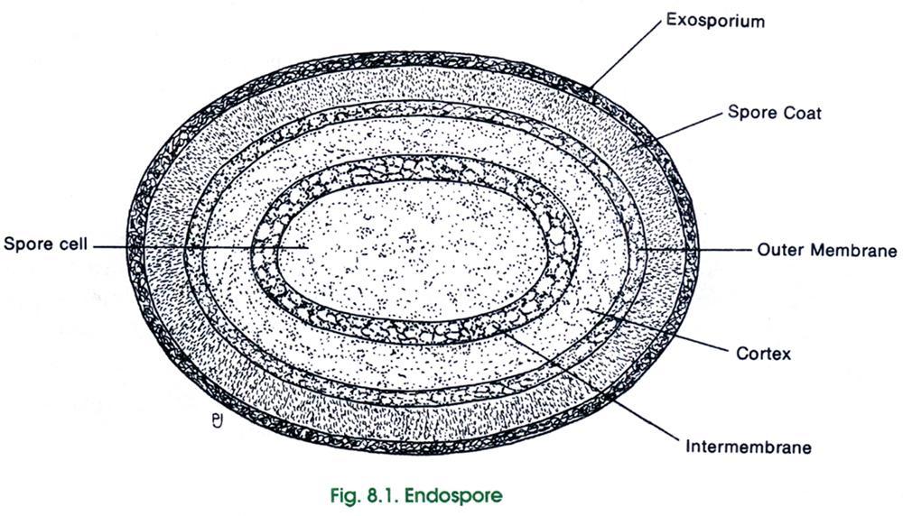 Građa endospora Sobodna opna egzosporium (protein) Zid spore Spoljni omotaĉ (dva sloja proteina sa