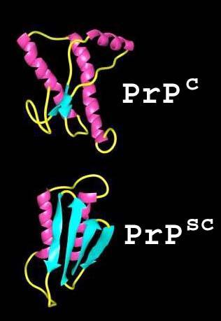 Normalni oblik proteina (priona) se oznaĉava PrP ili PrPc (PRion Protein Cellular) Promenjena konformacija se