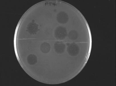 Λυσιτυπία (Phage typing) Βακτηριοφάγοι: ιοί που μολύνουν και καταστρέφουν