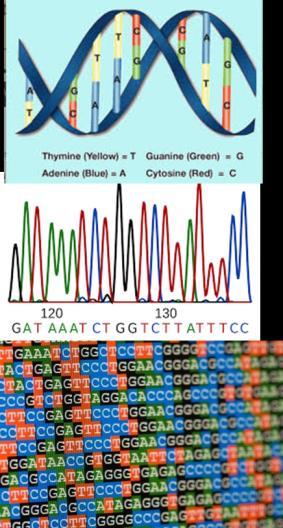 Γονοτυπικές μέθοδοι τυποποίησης Fragment-based PCR-based Amplified fragment length polymorphism (AFLP) PCR-Restriction fragment length polymorphism (PCR-RFLP) Random amplification of polymorphic DNA