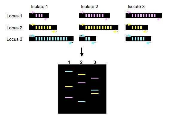 MLVA (Multiple-Locus Variable-number tandem repeat Analysis) Βασίζεται στην PCR Πολ/σμος των περιοχών επαναλαμβανόμενου DNA