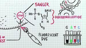 Next generation sequencing (NGS) Whole genome