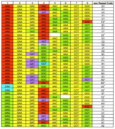 Single locus sequence typing (SLST) Αλληλούχιση ενός γενετικού τόπου που παρουσιάζει ποικιλομορφία μεταξύ διαφορετικών στελεχών Spa typing για τον S.