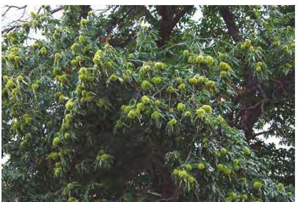A chestnut (Castanea sativa) tree bearing fruits,