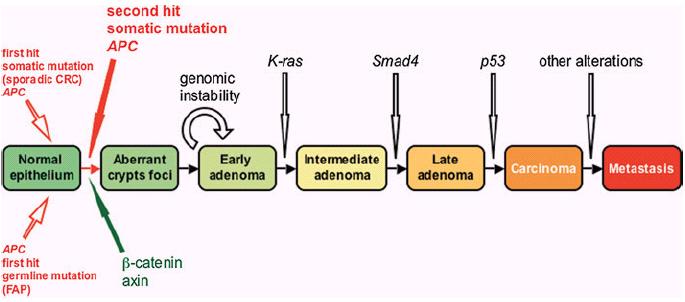 Μοντέλο καρκινογένεσης στο παχύ έντερο 90% ~20ετής διαδικασία ~7 hits 10% Επιγενετικές αλλοιώσεις MMR γονίδια (MSH2, MLH1,MSH6, PMS1, PMS2) Fearon ER
