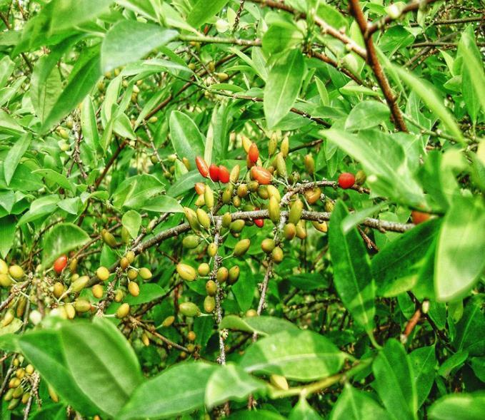 Obr. 9: Kokainovník obyčajný (Erythroxylon coca) Obr. 10: Kata jedlá (Catha edulis) (katha) Obr.