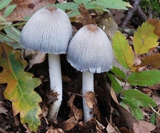 12a: Hnojník atramentový (Coprinopsis atramentarius) Obdobie rastu: apríl november Obr.