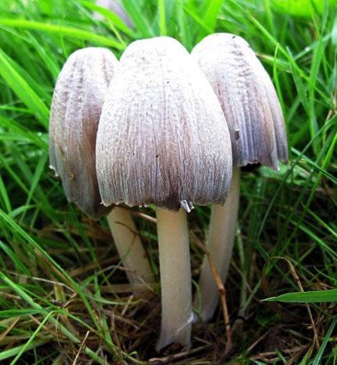 12c: Čírovka oranžová (Tricholoma aurantium) Obdobie rastu: august november Obr.