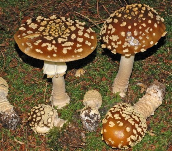 Obr. 13c: Muchotrávka kráľovská (Amanita regalis) Obdobie rastu: júl október Obr.