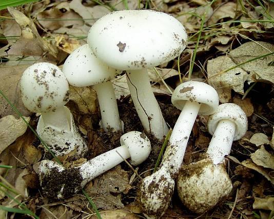 Huby s obsahom týchto alkaloidov patria k najtoxickejším na svete.