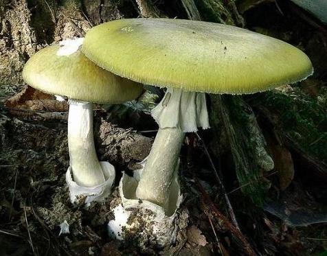 Amanitín a faloidín sa nachádzajú aj v muchotrávke zelenej var. bielej (Amanita phalloides var. alba obr.