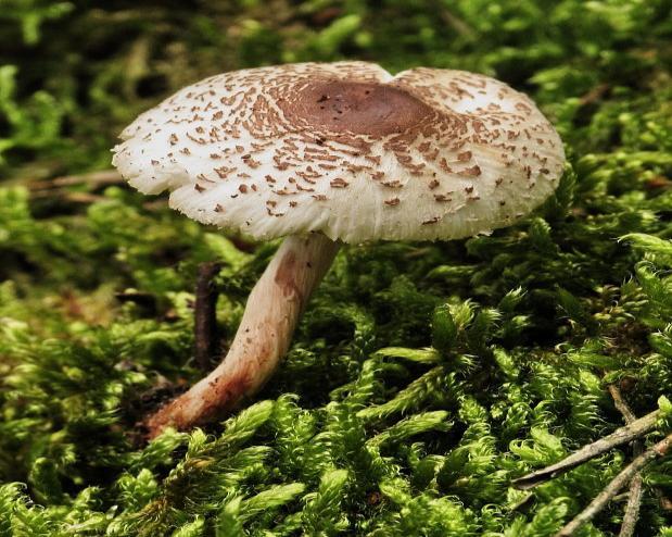Obr. 14e: Bedlička jedovatá (Lepiota helveola) Obdobie rastu: júl - október Obr.