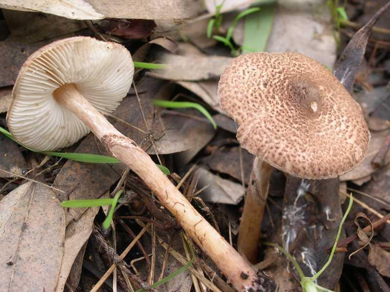 Toxické muchotrávky majú z morfologického hľadiska 3 základné znaky odlišné od ostatných húb: blanitú, voľnú pošvu, prstenec a čisto biele lupene (obr. 14a,14b).