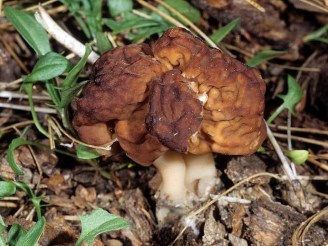 5.4 Gyromitrínový syndróm (hepatotoxický) Charakteristika: Rozvíja sa po konzumácii Ušiaka obyčajného (Gyromitra esculenta obr.15), ktorý rastie v celom miernom pásme severnej pologule.