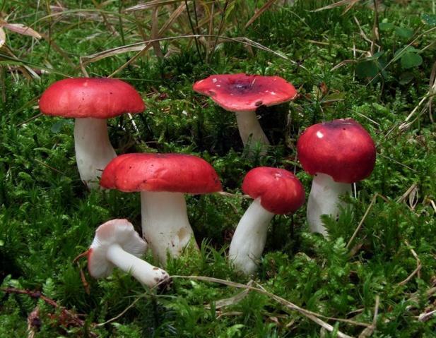 5.5 Gastroenterický syndróm (gastroenterodyspeptický) Charakteristika: Tento syndróm je častý, ale väčšinou s dobrou prognózou.