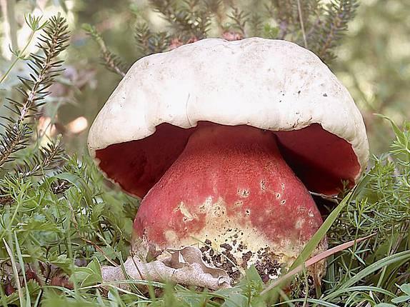 Dyspeptické ťažkosti sa objavujú po konzumácii húb nedostatočne tepelne spracovaných (zaváraných bez predchádzajúceho tepelného spracovania) alebo v surovom stave (ochutnanie, vo forme šalátu), ale