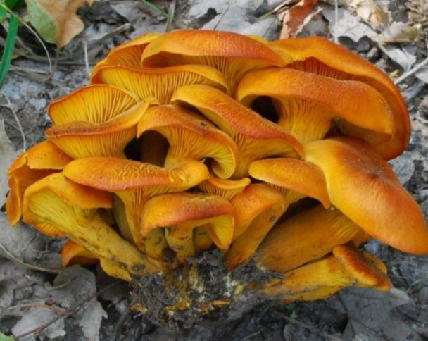 aurantiaca) Obdobie rastu: september - 