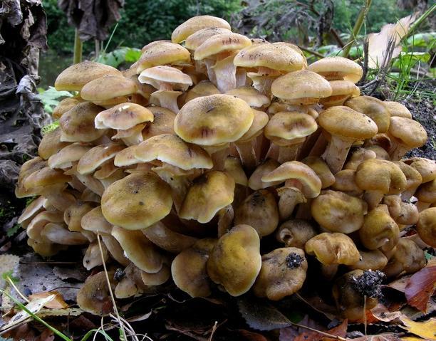 Obr. 24: Podpňovka obyčajná (Armillaria mellea) Obdobie rastu: august - október Obr. 25: Bedľa červenejúca záhradná (Macrolepiota rhacodes var.