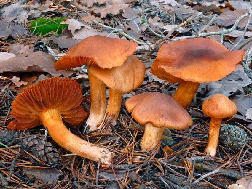 5.7 Nefrotoxický syndróm (orelanínový) Charakteristika: Tento syndróm spôsobuje požitie toxického alkaloidu - orelanínu, ktorý obsahujú huby z rodu pavučinovcov napr.