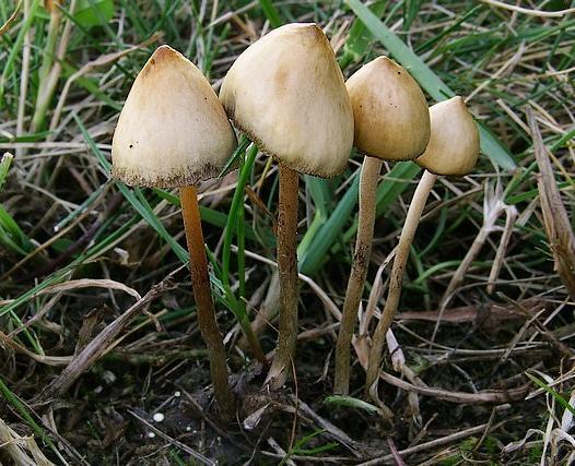 5.8 Psilocybínový syndróm (psychotropnoneurotoxický) Charakteristika: Psilocybínový syndróm vzniká po per orálnom požití húb z rodu lysohlávok (Psilocybe), ktoré obsahujú toxické alkaloidy psilocybín