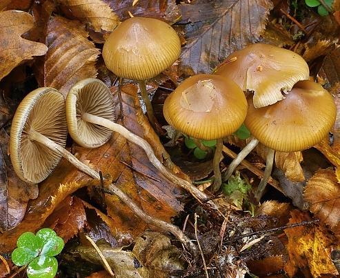 32: Holohlavec končistý (Psilocybe semilanceata) Obdobie rastu: august - december Obr.
