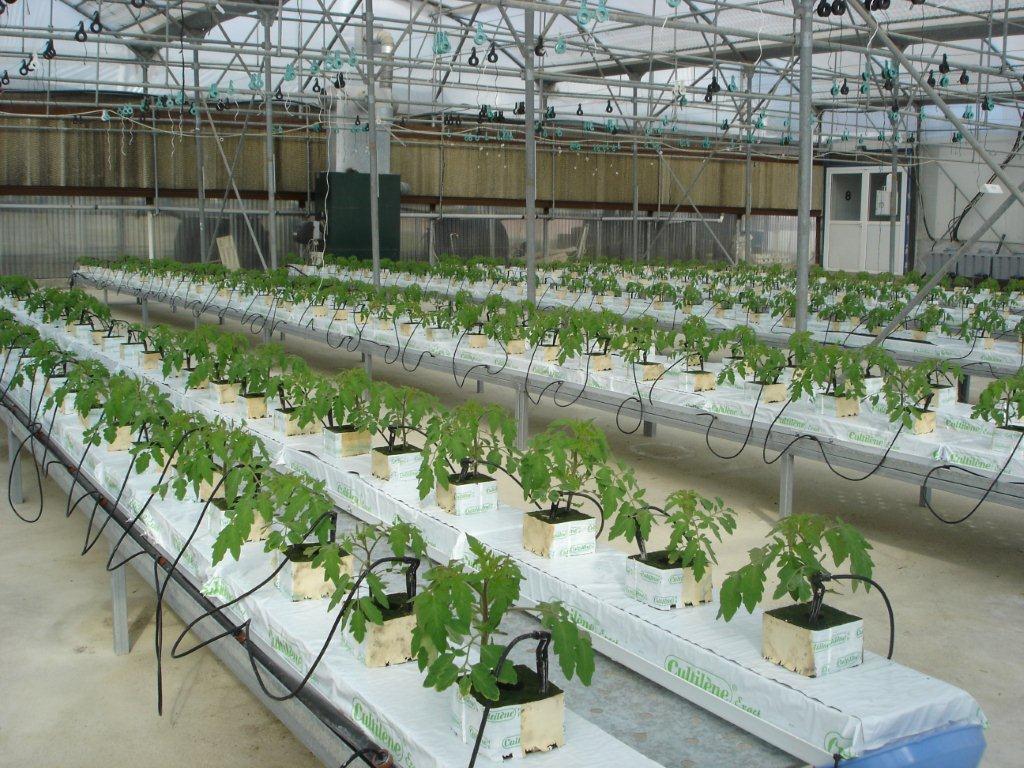 Εικόνα 4: Υδροπονική καλλιέργεια φυτών ντομάτας