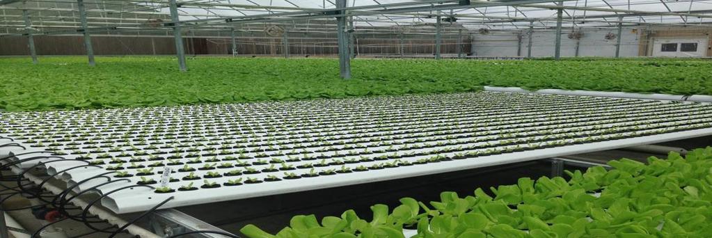 Εικόνα 7: Υδροπονική καλλιέργεια φυτών μαρουλιού με την μέθοδο μεμβράνη θρεπτικού διαλύματος Η αεροπονία είναι μια παραλλαγή της καλλιέργειας σε καθαρό θρεπτικό διάλυμα.