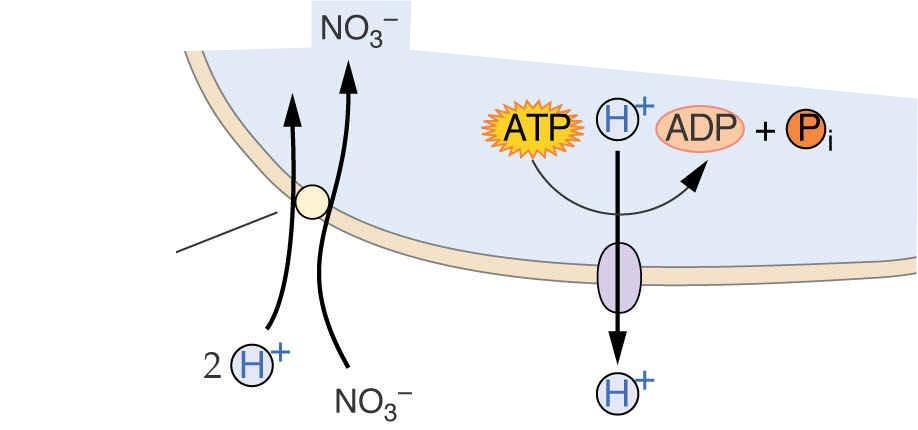 transporter nitrata privzem NO 3- udeleženi so trije transportni sistemi ihats - velika afiniteta in velika kapaciteta, inducibilen chats - velika afiniteta in majhna kapaciteta, konstitutiven