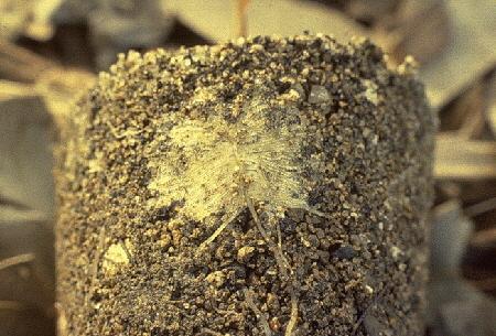 Proteoidne korenine Koreninski sistem belega volčjega boba (Lupinus albus) ob pomanjkanju P