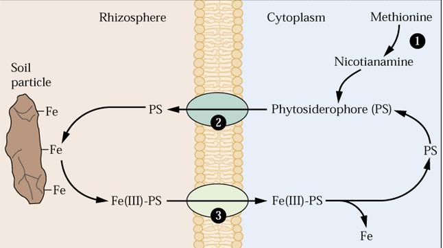 Model sprejema Fe (ob njegovem pomanjkanju) pri travah V citoplazmi koreninskih celic se iz metionina sintetizirajo fitosiderofore (PS), ki se