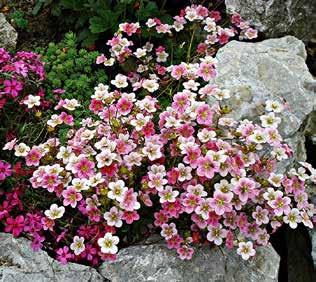 19,99 16 Sadnica BUXUS