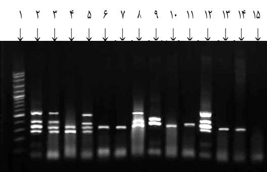 پاتوبیولوژي مقایسهاي علمی پژوهشی سال یازدهم بهار شماره 1153-1158 1393 1 واکنش Multiplex PCR در حجم نهایی 50 میکرولیتر شامل بافر PCR (حاوي 15 میلی مولار (MgCl 2 5 میکرولیتر 4 dntps میکرولیتر 0/5