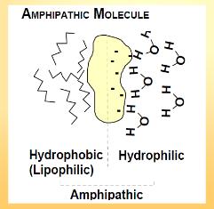 Χολικά άλατα Είναι αμφιπαθητικά (amphipathic) μόρια Εχουν υδρόφιλη και υδρόφοβη περιοχή Σε υδατικό διάλυμα προσανατολίζονται γύρω από τα σταγονίδια των λιπιδίων και