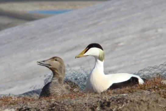 $ 40 εκ / έτος Phalacrocorax