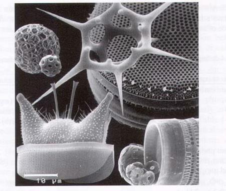 a) Amorfni materiali: Diatomeje (kremenaste alge).so mikroskopske enocelične alge, ki so pomembna sestavina fitoplanktona.
