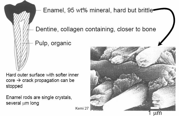 Zob: nasednji izjemni biokompozit Sklenina, 95wt% mineral, trdna, a krhka Zobovina, vsebuje kolagen, podobno kostem Pulpa, organska Trdna zunanja površina z mehkejšim notranjim jedrom, s tem se lahko