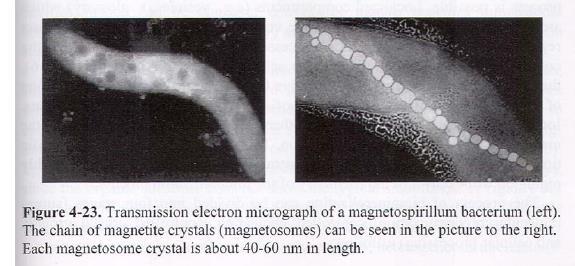 Magnetotaktične bakterije s kristali magnetita Magnetotaktične bakterije