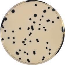 Σύσταση Tryptose Sulfite Cycloserine (TSC) Agar Tryptoze
