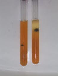 Ammonium Iron (II) Citrate 1,0g Agar 15,0g D.W. q.s.