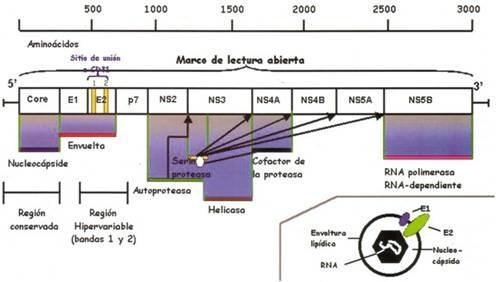 Слика 3. HVR региони (Преузето од http://epidemiologiamolecular.com/virus-hepatitis-vhc/) Најваријабилнији дијелови су гени за протеине омотача.