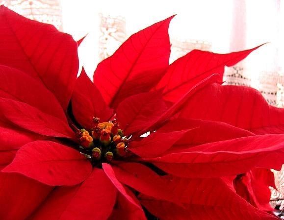 POINSETTIAS FOR CHRISTMAS To purchase a Christmas poinsettia in honor or in memory of someone, please fill out the form below and return it to the Cathedral office no later than