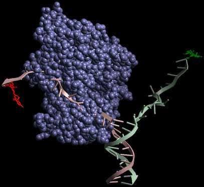 DNK helikaze Mašine na ATP pogon Raskidaju H-veze, otvaranje dvolančane zavojnice, kreću se u smeru 5-3 i 3-5 12 različitih enzima (DnaB, DnaC) τ protein vezuje