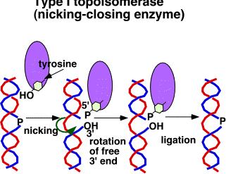 DNK topoizomeraze - menjaju topografiju molekula DNK DNK topoizomeraze tipa I Reverzibilne endonukleaze koje uklanjaju supernavoje dvolančane zavojnice DNK, oslobađajući molekul tenzije