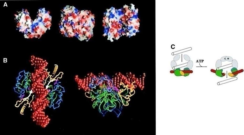 DNK topoizomeraza II Bakterijska (DNK žiraza) slobodnu energiju hidrolize ATP prevodi u energiju uvrtanja molekula DNK, umetanje negativnih