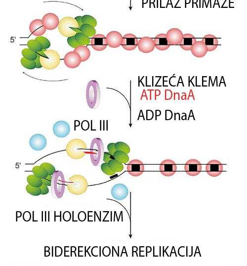 klizećih klema, klizeće kleme i jezgro enzima DNK polimeraze III Za svaku