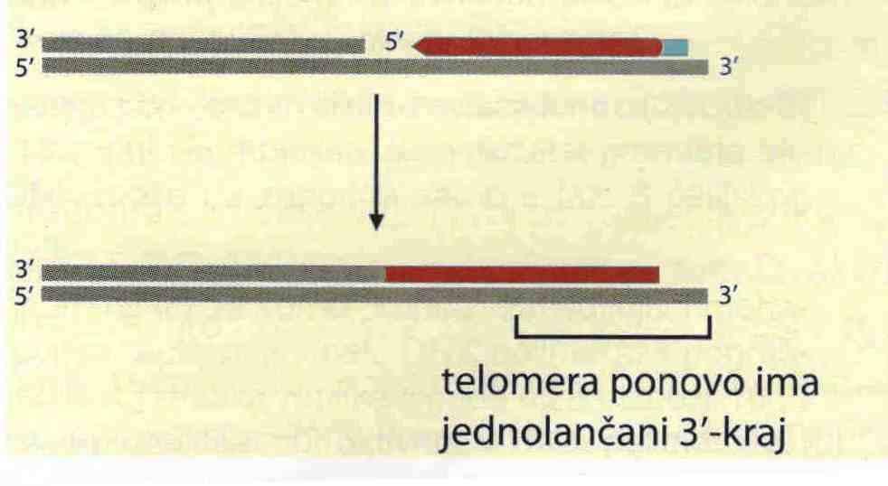 kompleks; RNK sadrži segment komplementaran nizu u telomeri i taj segment