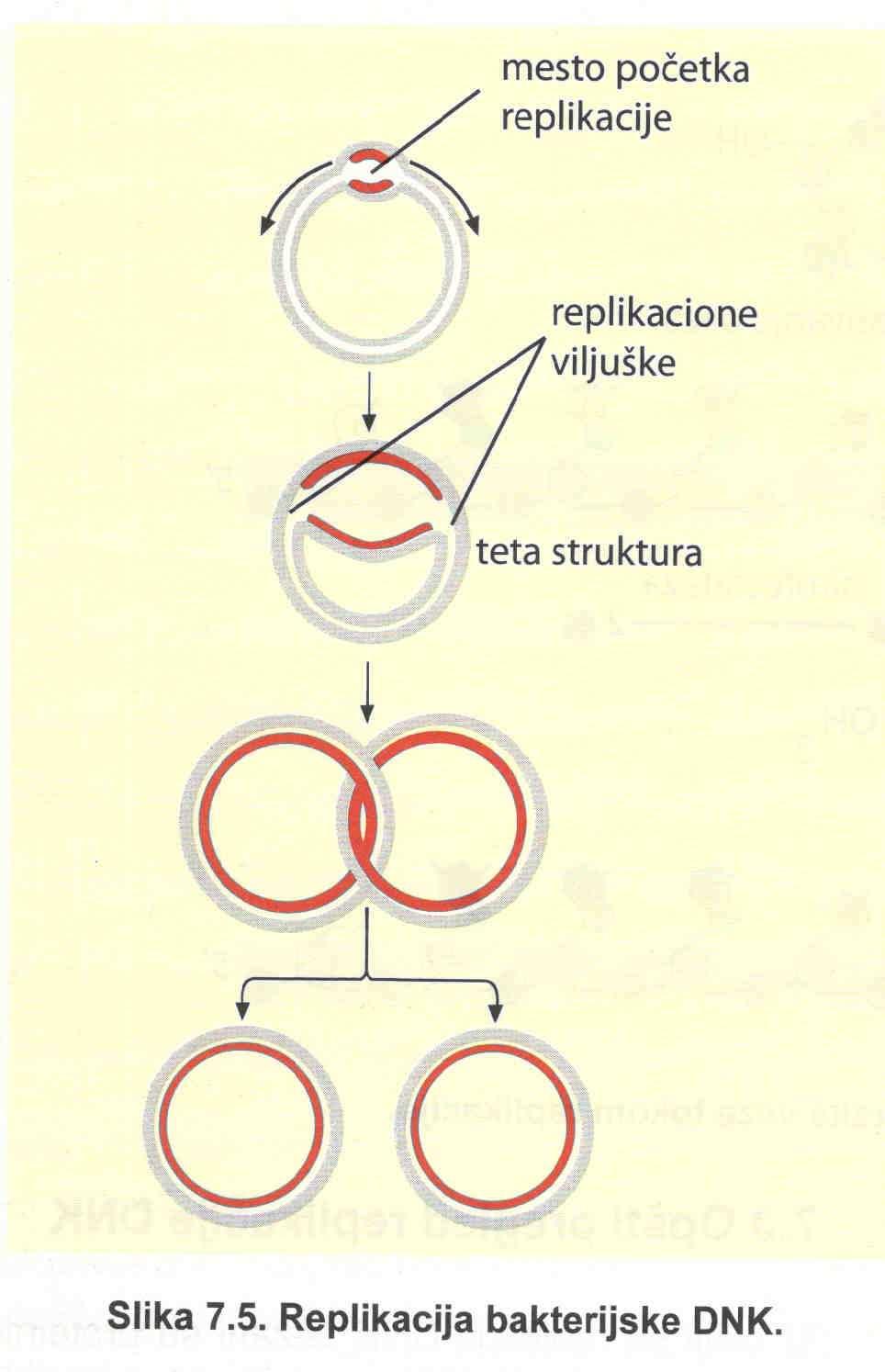 OPŠTI PREGLED REPLIKACIJE DNK molekuli su superspiralizovani Replikacioni početak Replikativna viljuška; dve replikativne viljuške