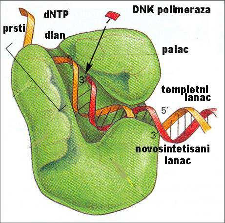 DNK polimeraza III (replikaza) Egzonukleazna aktivnost u 3-5 smeru visoka tačnost replikacije Model šake (dlan - polimerazna i egzonukleazna aktivnost i prepoznavanje ispravno
