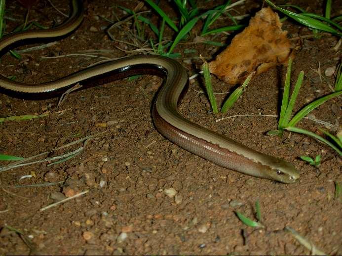 Το Κονάκι (Anguis fragilis) είναι στην πραγματικότητα μία