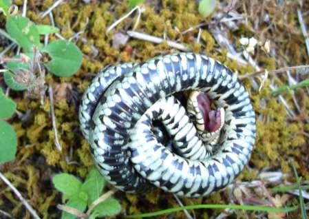 Λιμνόφιδο Natrix tassellata επάνω